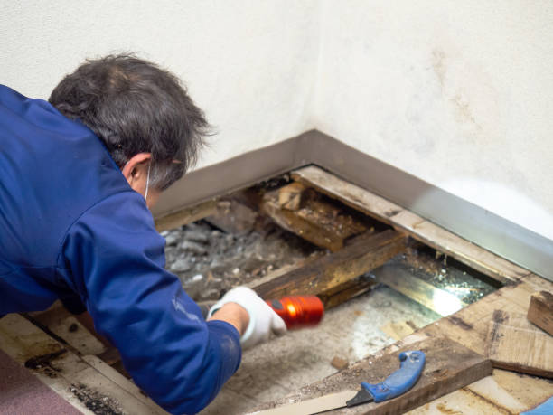 Reliable Canal Winchester, OH Mold Remediation Solutions