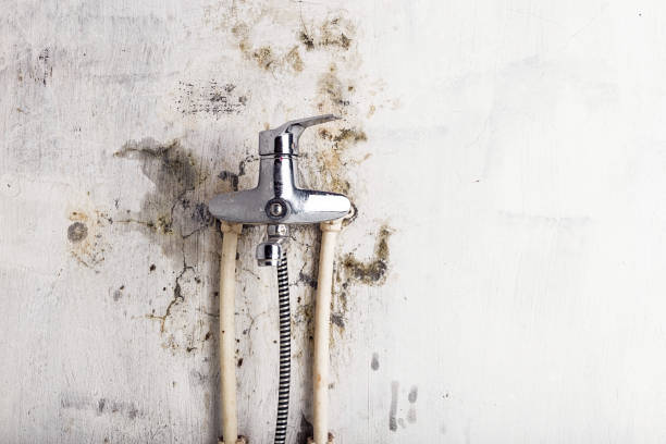 Best Commercial Mold Remediation in Canal Winchester, OH