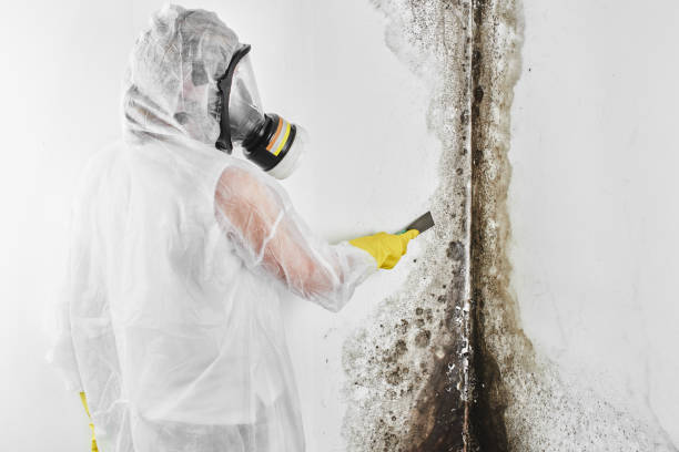 Best White Mold Remediation in Canal Winchester, OH